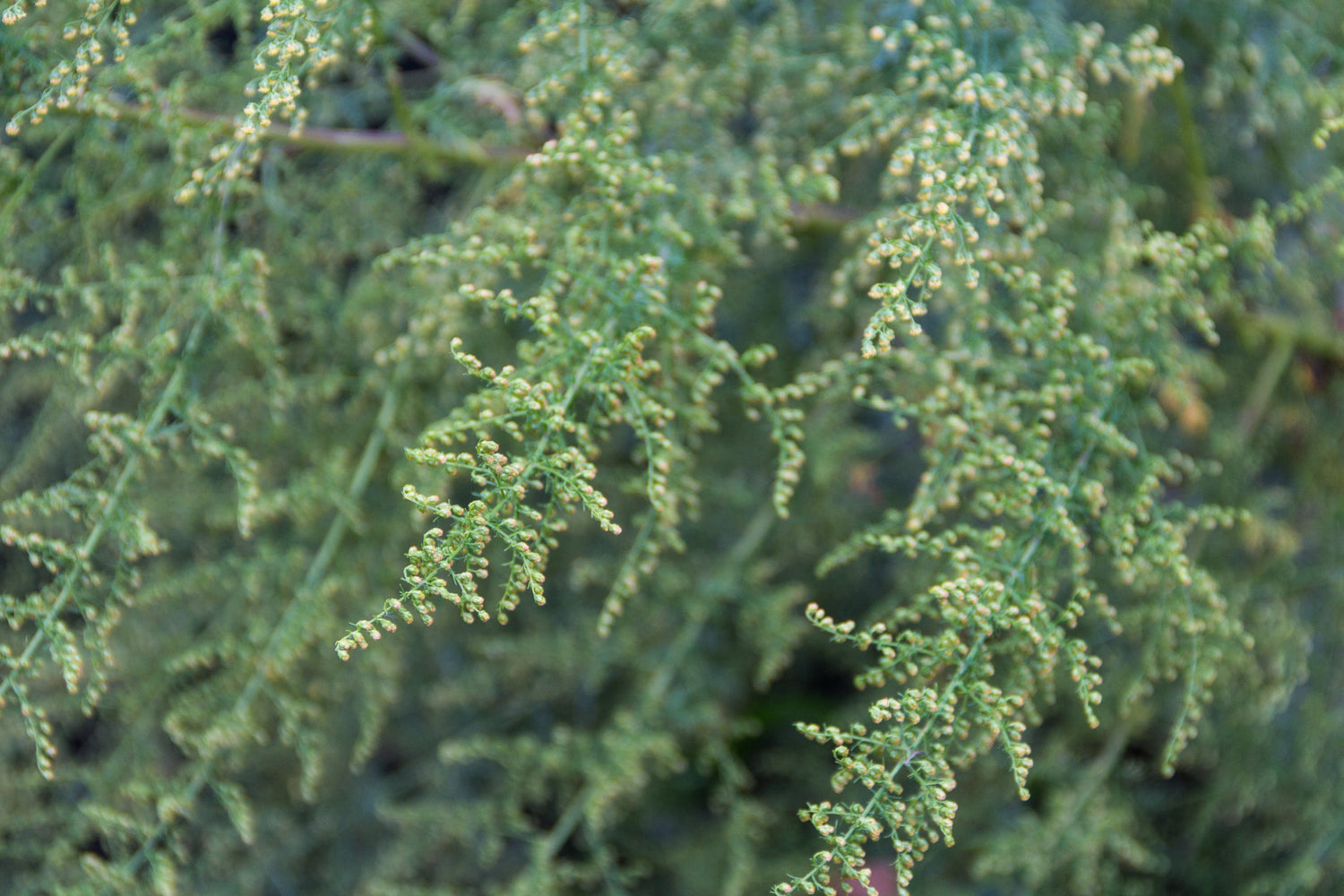 Artemisia annua: Eine Vertiefung in die Heilpflanze