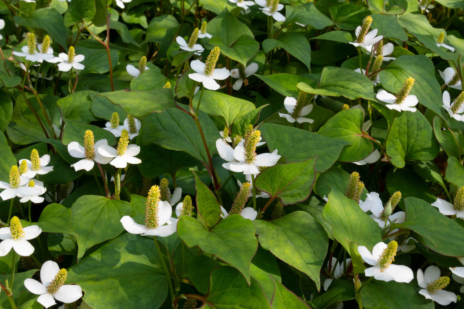 Houttuynia cordata: 9 beeindruckende Wirkungen der asiatischen Wunderpflanze