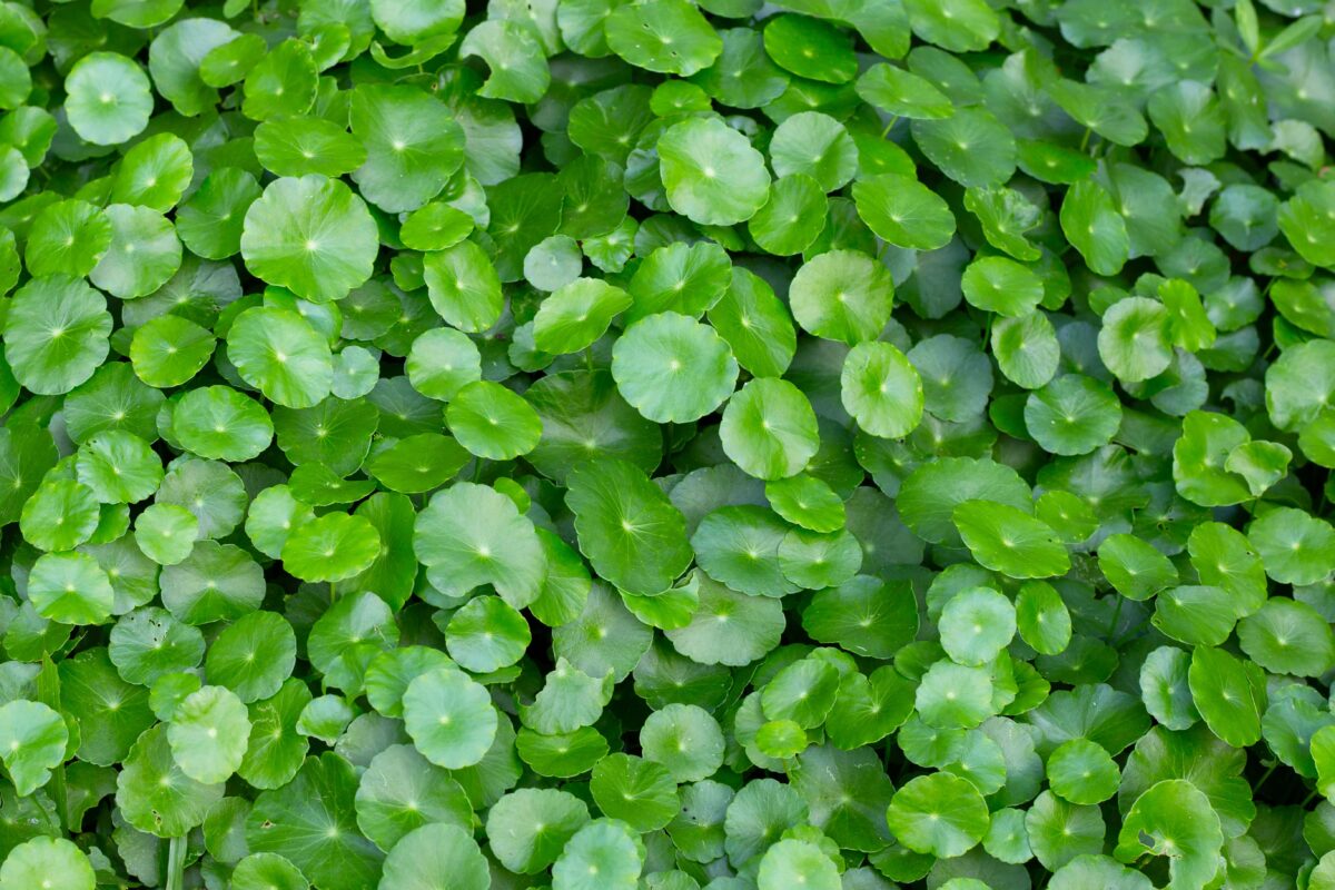 Centella Creme: Die 7 erstaunlichen Geheimnisse der asiatischen Wunderpflanze für strahlend schöne Haut