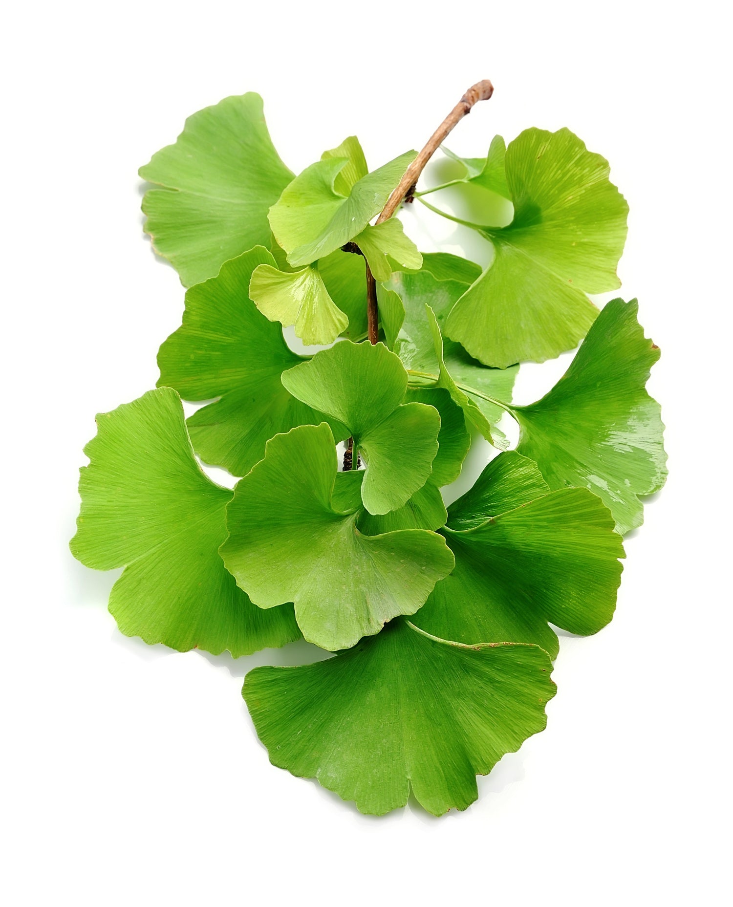 Regeneration und Leistungssteigerung: Die Kraft von Ginkgo biloba und thailändischem Ginseng