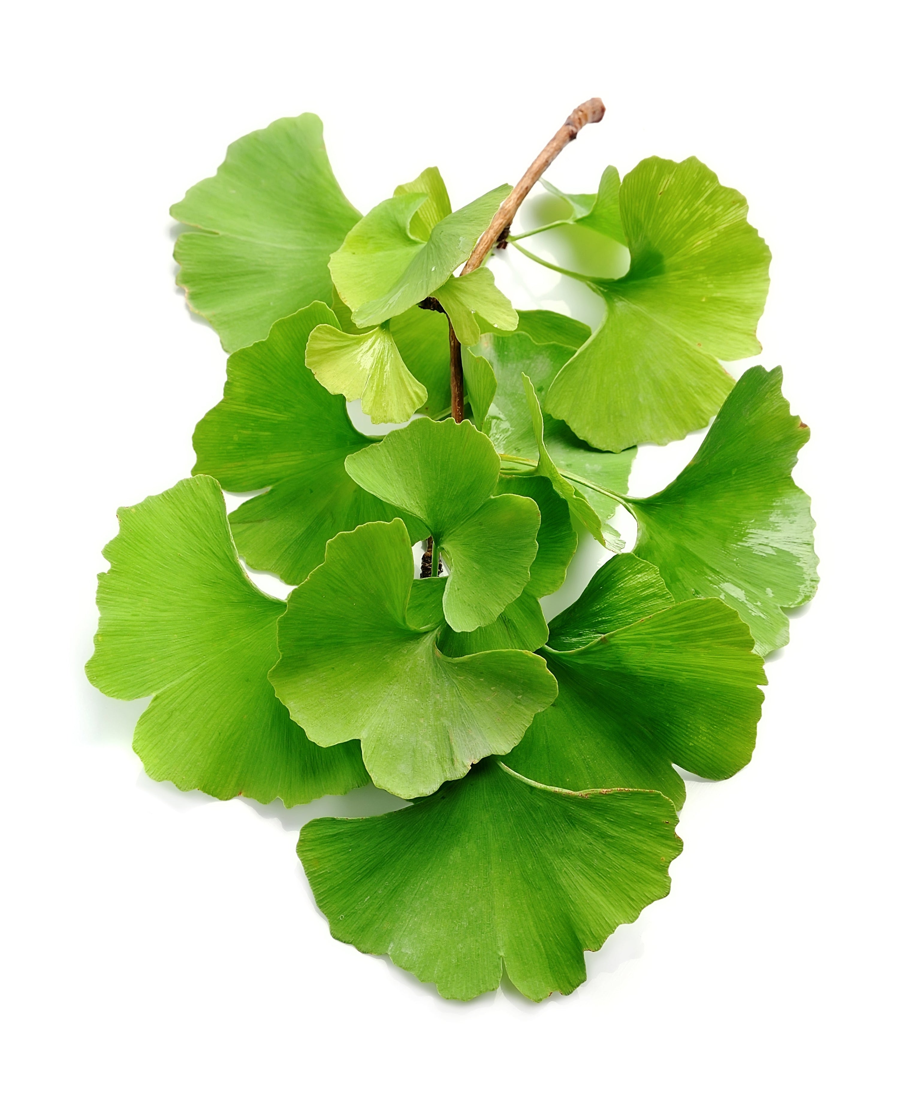 Regeneration und Leistungssteigerung: Die Kraft von Ginkgo biloba und thailändischem Ginseng