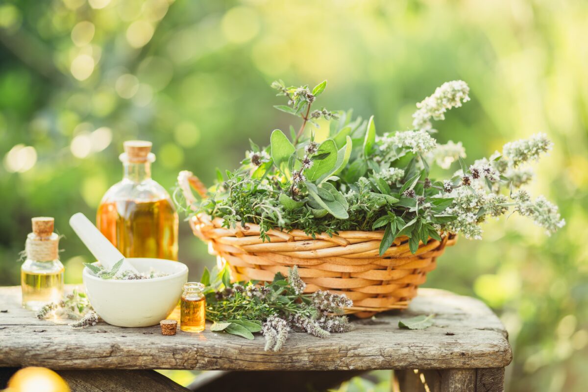 Warum die Natur unser größter Verbündeter ist: Heilpflanzen im Fokus