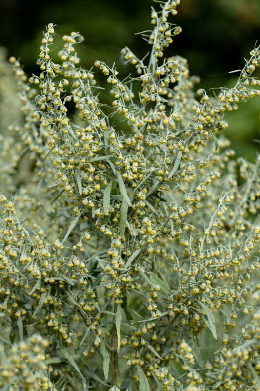 Heilkraft der Natur: Wie Momordica und Artemisia die moderne Medizin revolutionieren